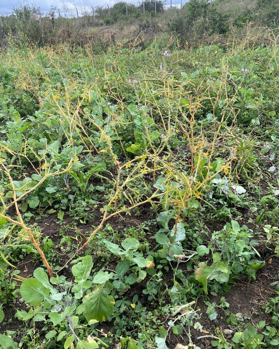 Garden Plot Under 2M in Mwiki