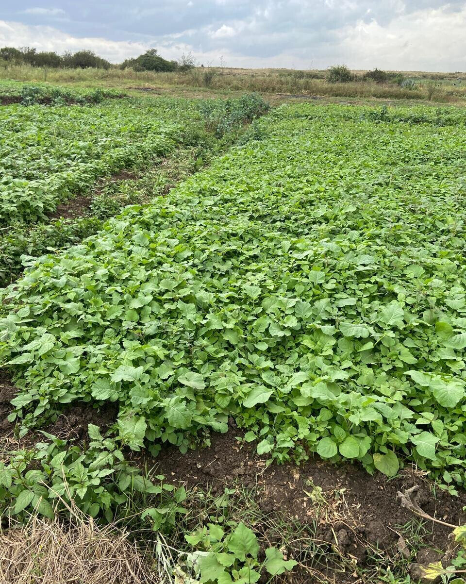Garden Plot Under 2M in Mwiki