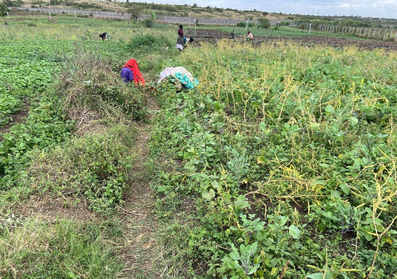 Garden Plot Under 2M in Mwiki