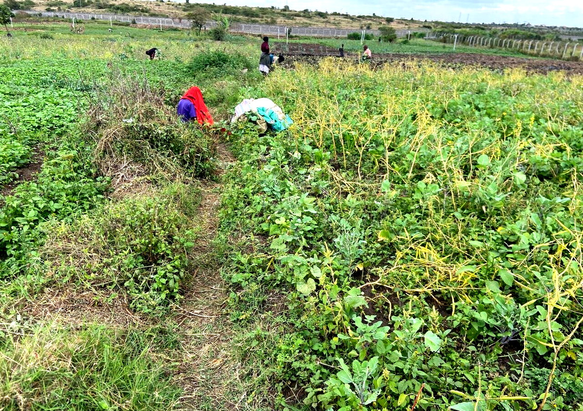 Garden Plot Under 2M in Mwiki