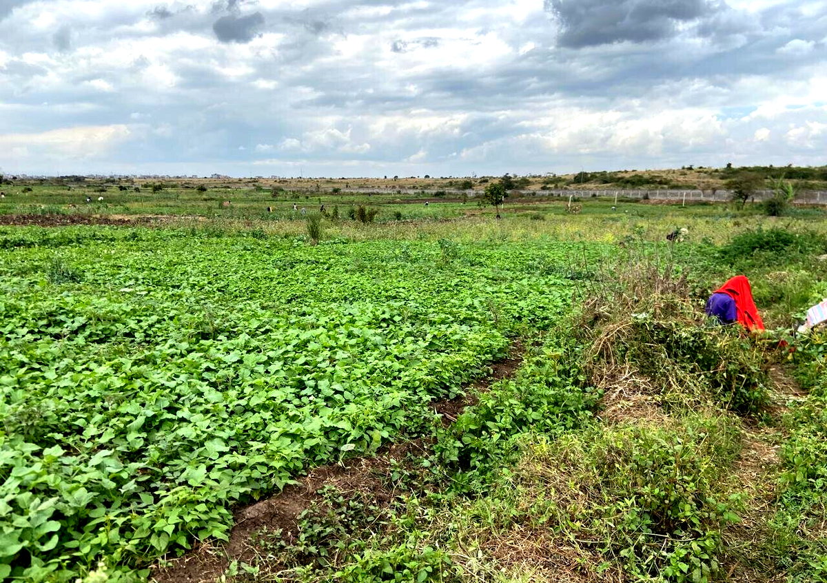 Garden Plot Under 2M in Mwiki