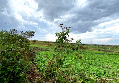 Garden Plot Under 2M in Mwiki