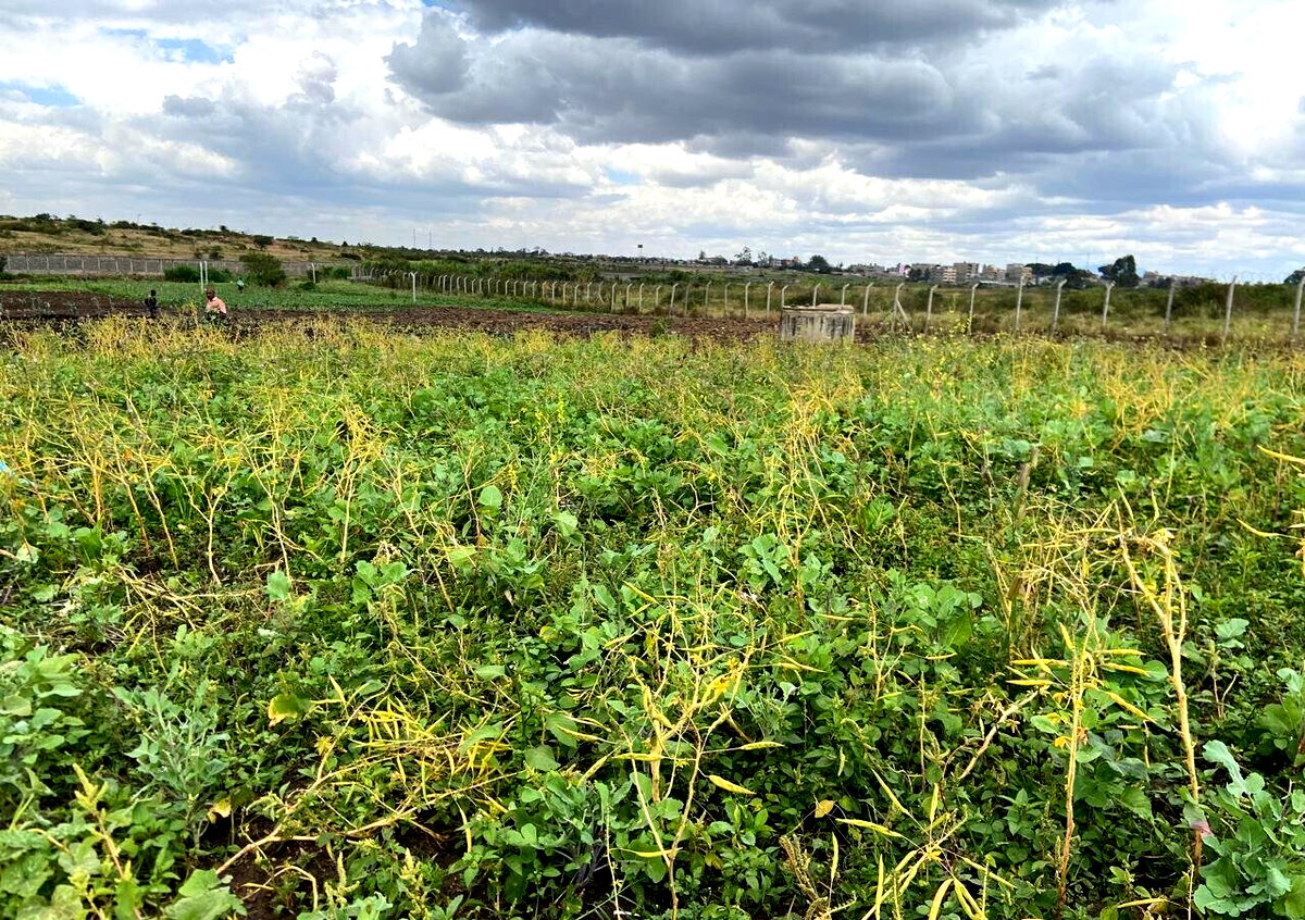 Garden Plot Under 2M in Mwiki