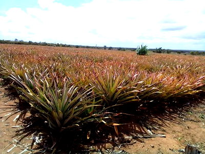 Kilifi County Malindi 20 Acres for Sale - Image 1