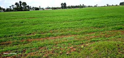 8 Acres Prime Land for Sale in Sogomo Chepkoilel in Eldoret - Image 15