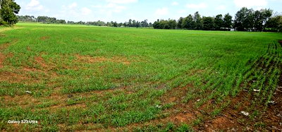 8 Acres Prime Land for Sale in Sogomo Chepkoilel in Eldoret - Image 7