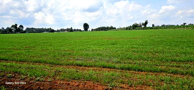 8 Acres Prime Land for Sale in Sogomo Chepkoilel in Eldoret - Image 12