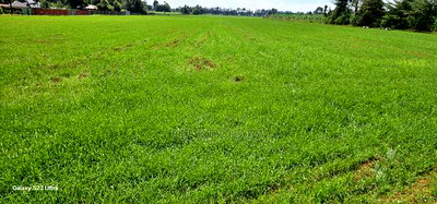 8 Acres Prime Land for Sale in Sogomo Chepkoilel in Eldoret - Image 5