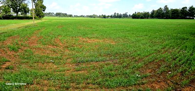 8 Acres Prime Land for Sale in Sogomo Chepkoilel in Eldoret - Image 4
