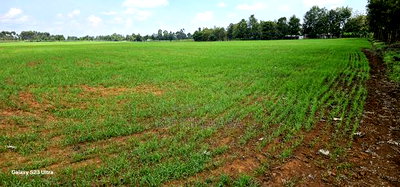 8 Acres Prime Land for Sale in Sogomo Chepkoilel in Eldoret - Image 2