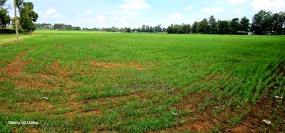 8 Acres Prime Land for Sale in Sogomo Chepkoilel in Eldoret - Image 1