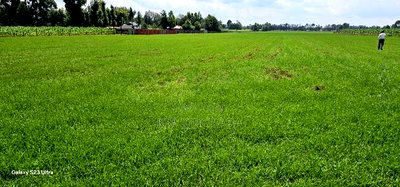 8 Acres Prime Land for Sale in Sogomo Chepkoilel in Eldoret - Image 9