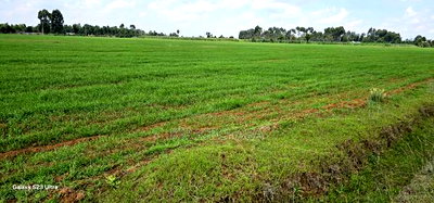 8 Acres Prime Land for Sale in Sogomo Chepkoilel in Eldoret - Image 10