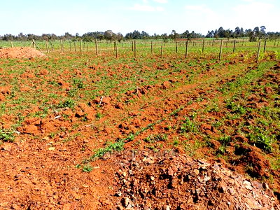 1/4 Plot for Sale in Chepkanga Lelit Eldoret - Image 2