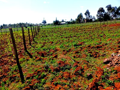 1/4 Plot for Sale in Chepkanga Lelit Eldoret - Image 1