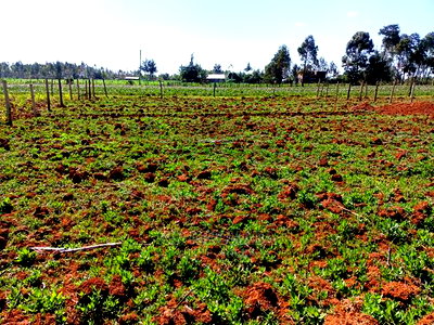 1/4 Plot for Sale in Chepkanga Lelit Eldoret - Image 4