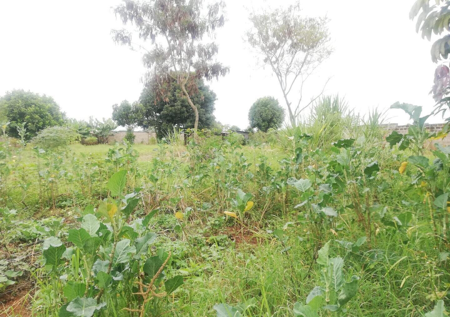 Half Acre Garden Plot in Runda