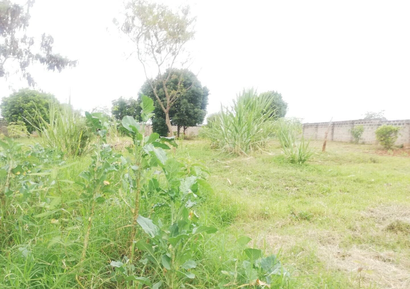 Half Acre Garden Plot in Runda