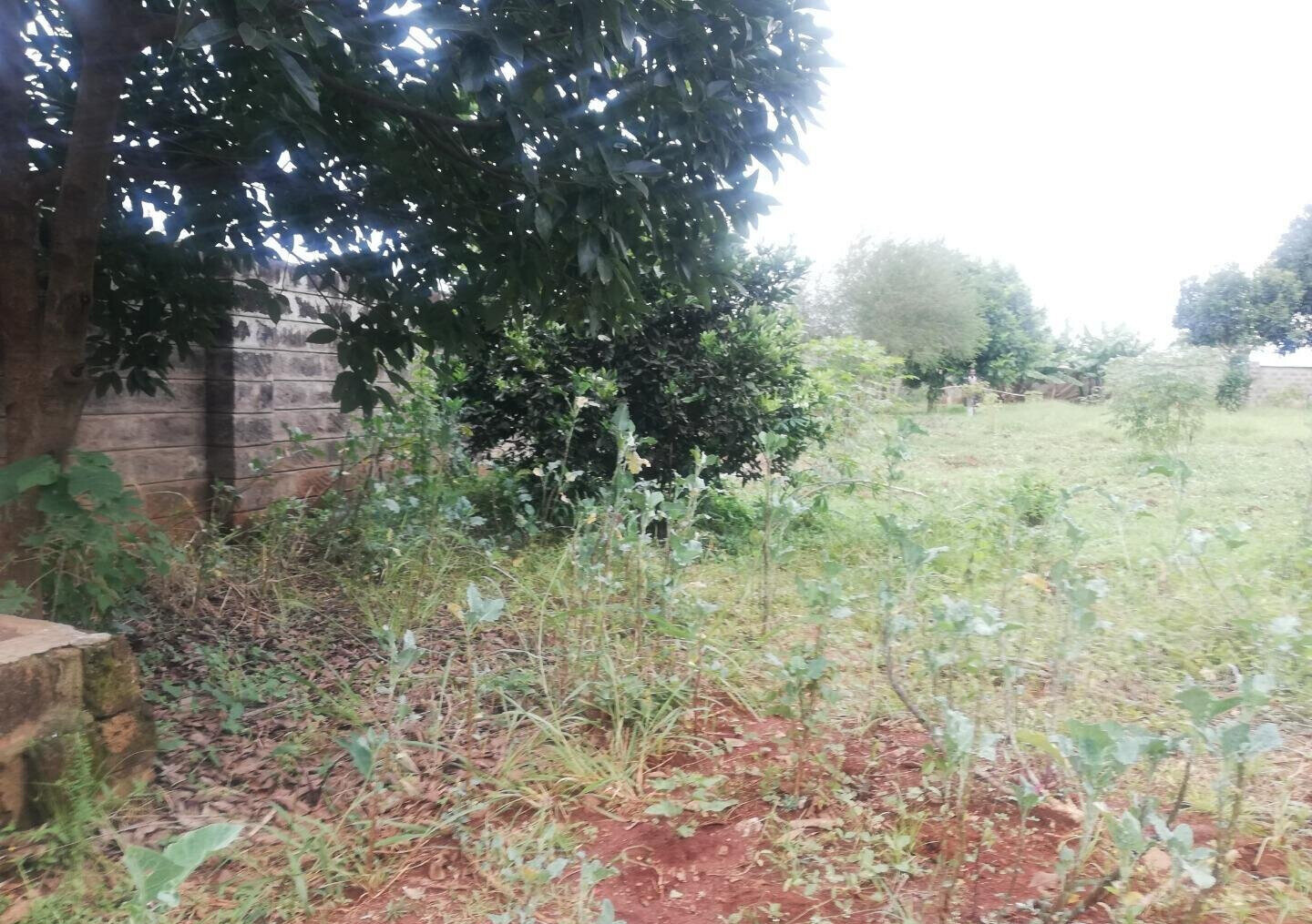 Half Acre Garden Plot in Runda