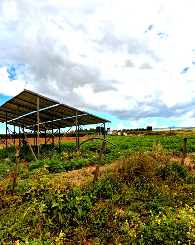1.1-Acre Land with Borehole - Timau
