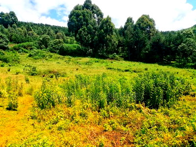 1.75 Acres for Sale at Githioro, Lanet - Image 5