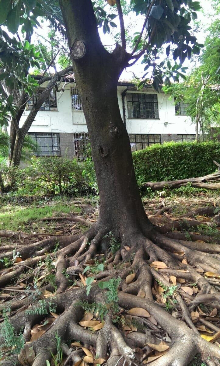 2-Acre Plot with Parking in Westlands