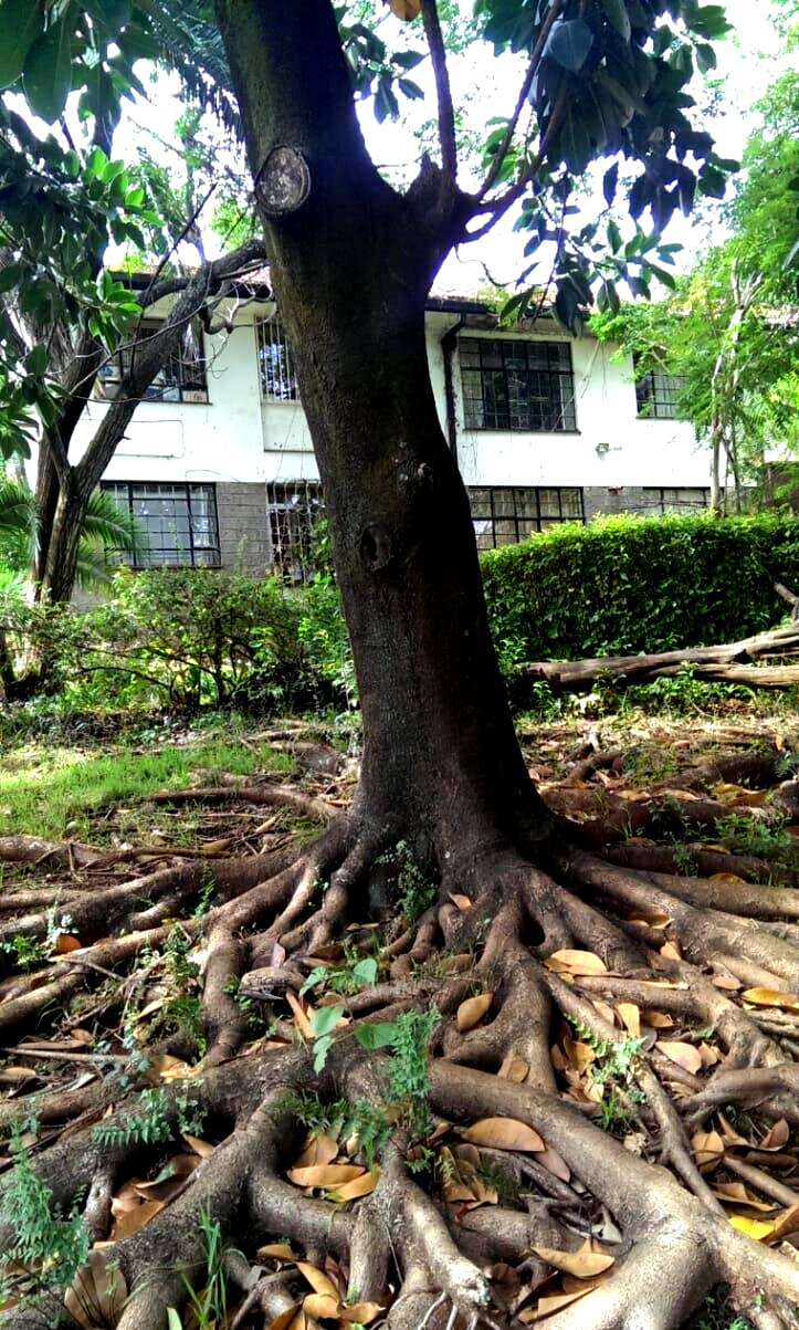2-Acre Plot with Parking in Westlands