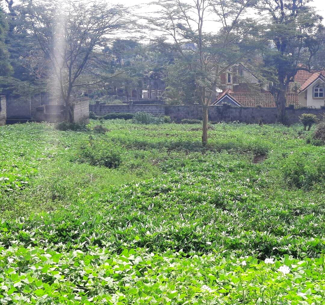 1/2 Acre Runda Plot with Garden