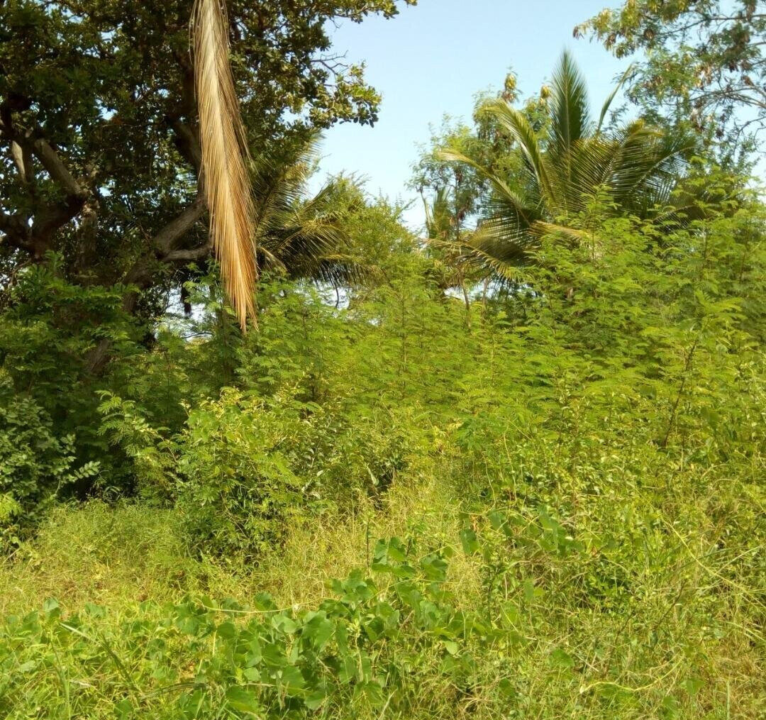 1-Acre Beach Plot for KSh 20M