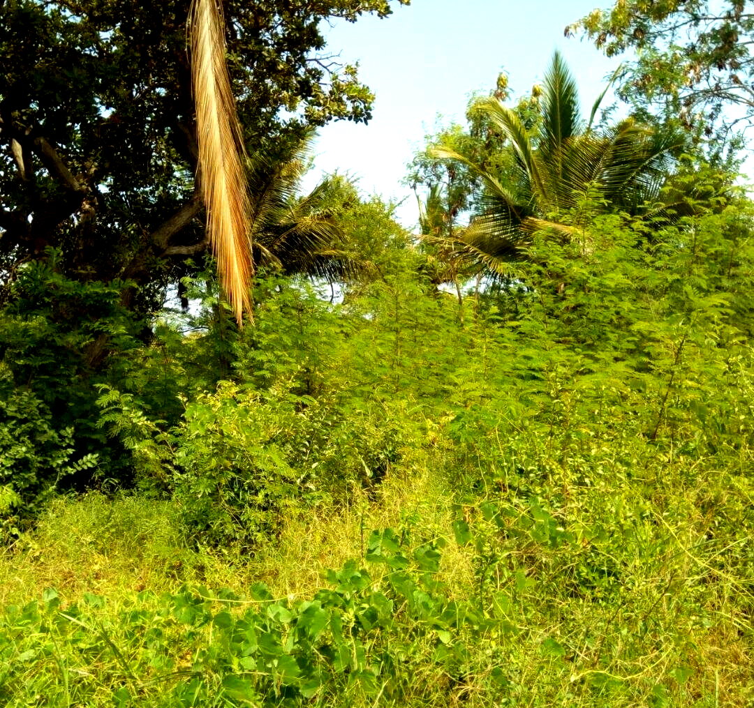 1-Acre Beach Plot for KSh 20M