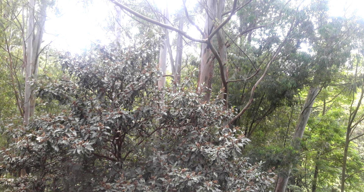 1-Acre Beach Plot for KSh 20M