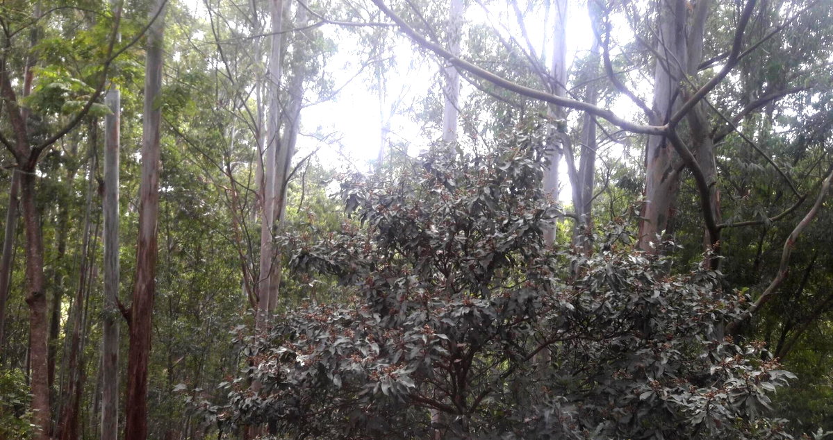 1-Acre Beach Plot for KSh 20M