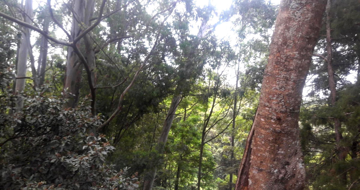 1-Acre Beach Plot for KSh 20M