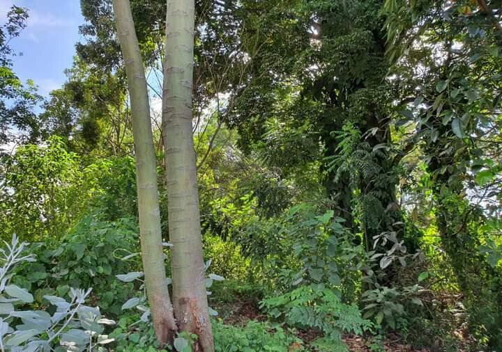1-Acre Kitisuru Plot at KSh 130M