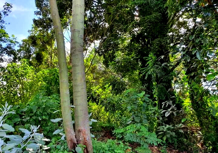 1-Acre Kitisuru Plot at KSh 130M