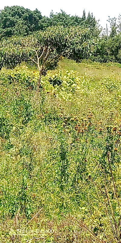Plot for Sale in Kiserian Town - Image 7