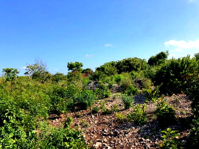 An Acre Land in Watamu - Image 7