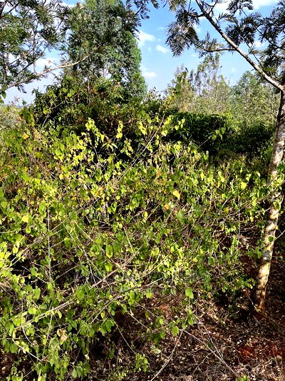 1/4 Acre Plot for Sale in Kerarapon Ngong - Image 4