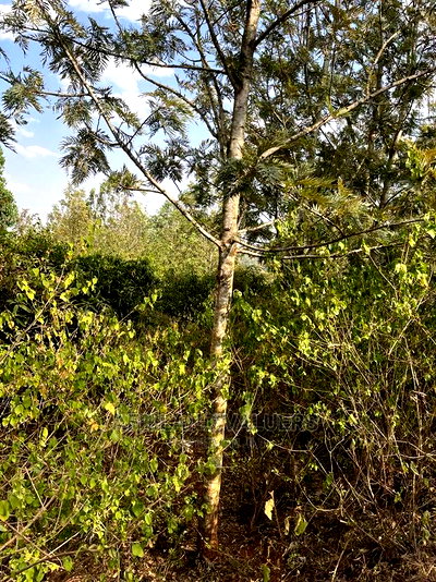 1/4 Acre Plot for Sale in Kerarapon Ngong - Image 5