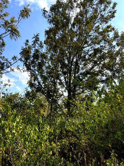 1/4 Acre Plot for Sale in Kerarapon Ngong - Image 7