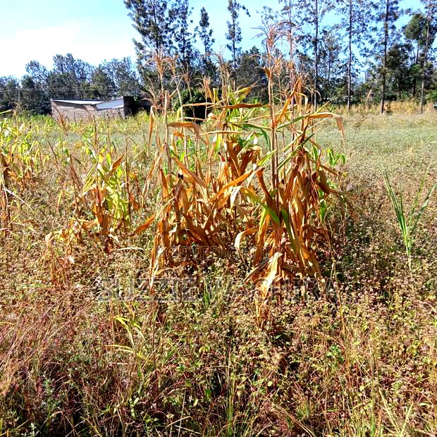 1/2acre Land for Sale at Kenol Muranga County