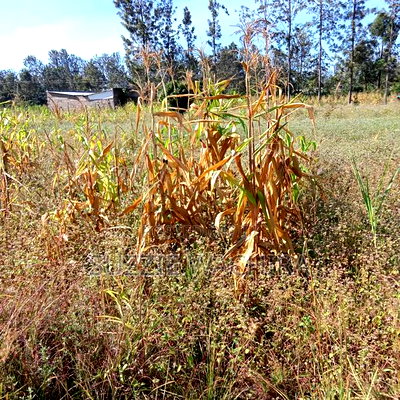 1/2acre Land for Sale at Kenol Muranga County - Image 5