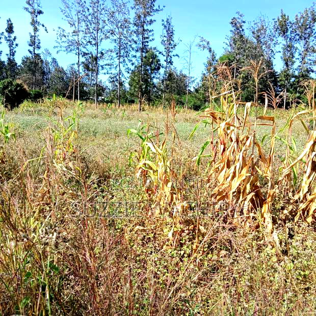 1/2acre Land for Sale at Kenol Muranga County