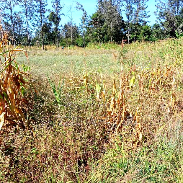 1/2acre Land for Sale at Kenol Muranga County