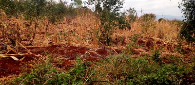 Embu County, Mariari 2 Acres Farm - Image 8