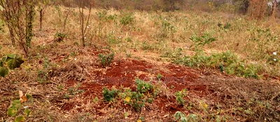 Embu County, Mariari 2 Acres Farm - Image 2