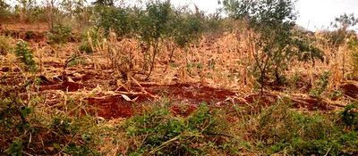Embu County, Mariari 2 Acres Farm - Image 1