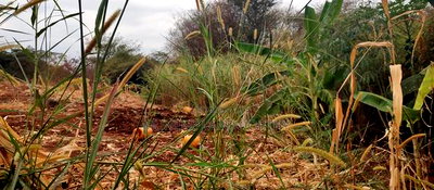 Embu County, Mariari 2 Acres Farm - Image 10