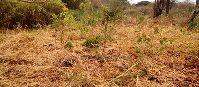 Embu County, Mariari 2 Acres Farm - Image 6