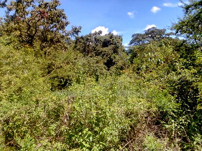 Mbitini,Kamulu, 4 Acres Shamba - Image 1